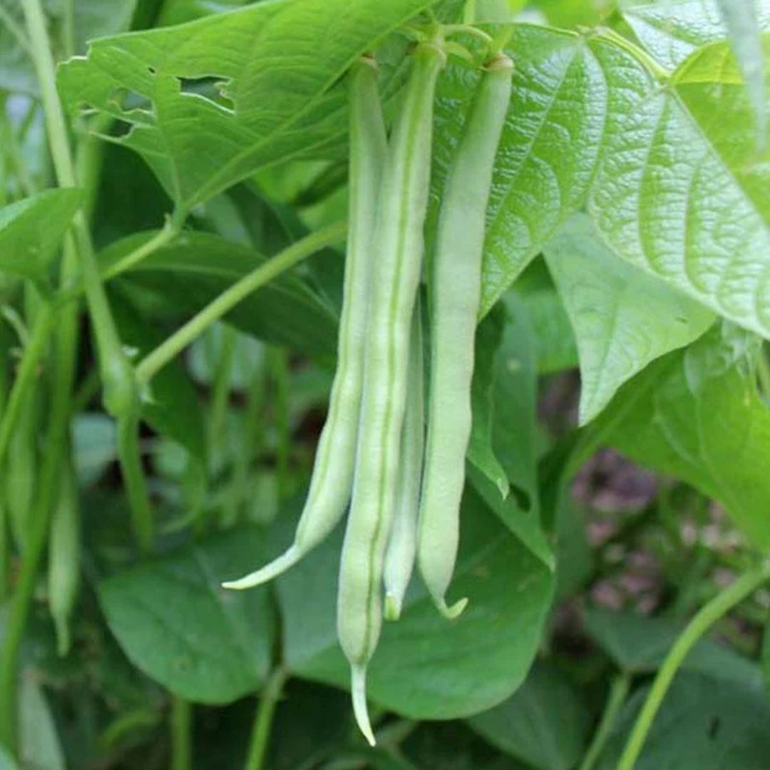 Bean Green Dwarf Punnet