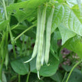 Bean Green Dwarf Punnet