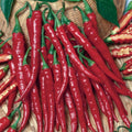 Chilli Long Cayenne Hot 100mm