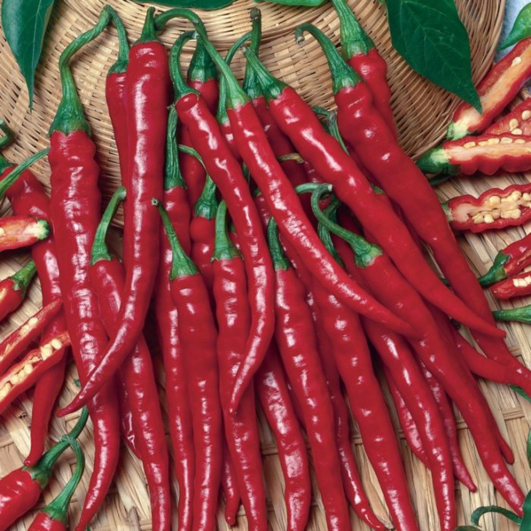Chilli Long Cayenne Hot 100mm