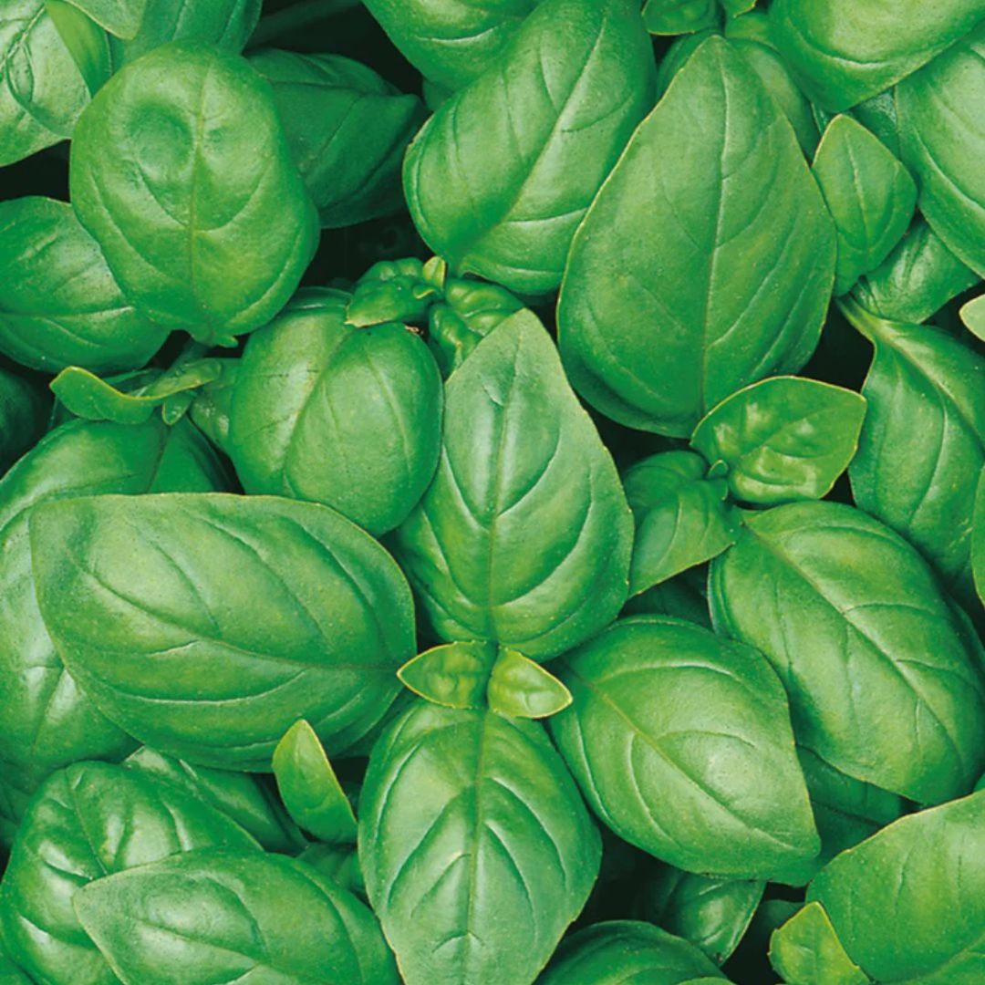 Basil Sweet Genovese 100mm