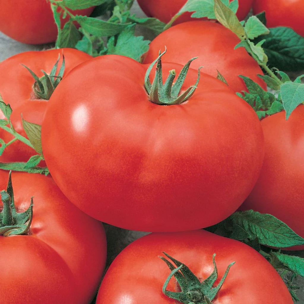 Tomato Gross Lisse 100mm