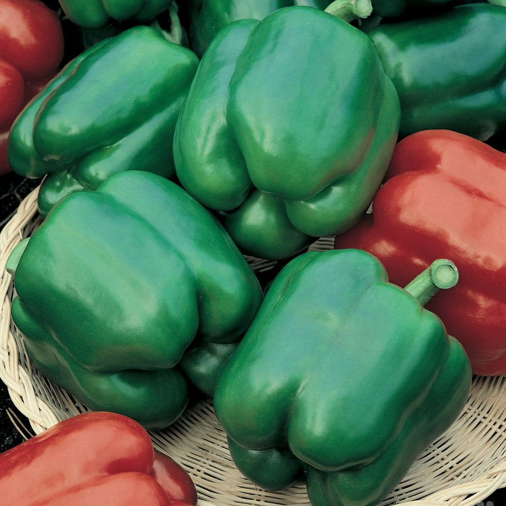 Capsicum Yolo Wonder 100mm