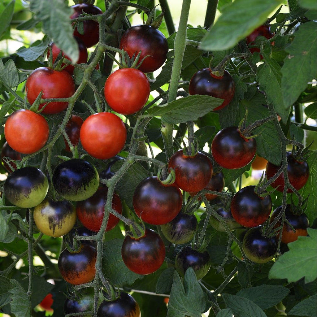 Tomato Midnight Snack 100mm
