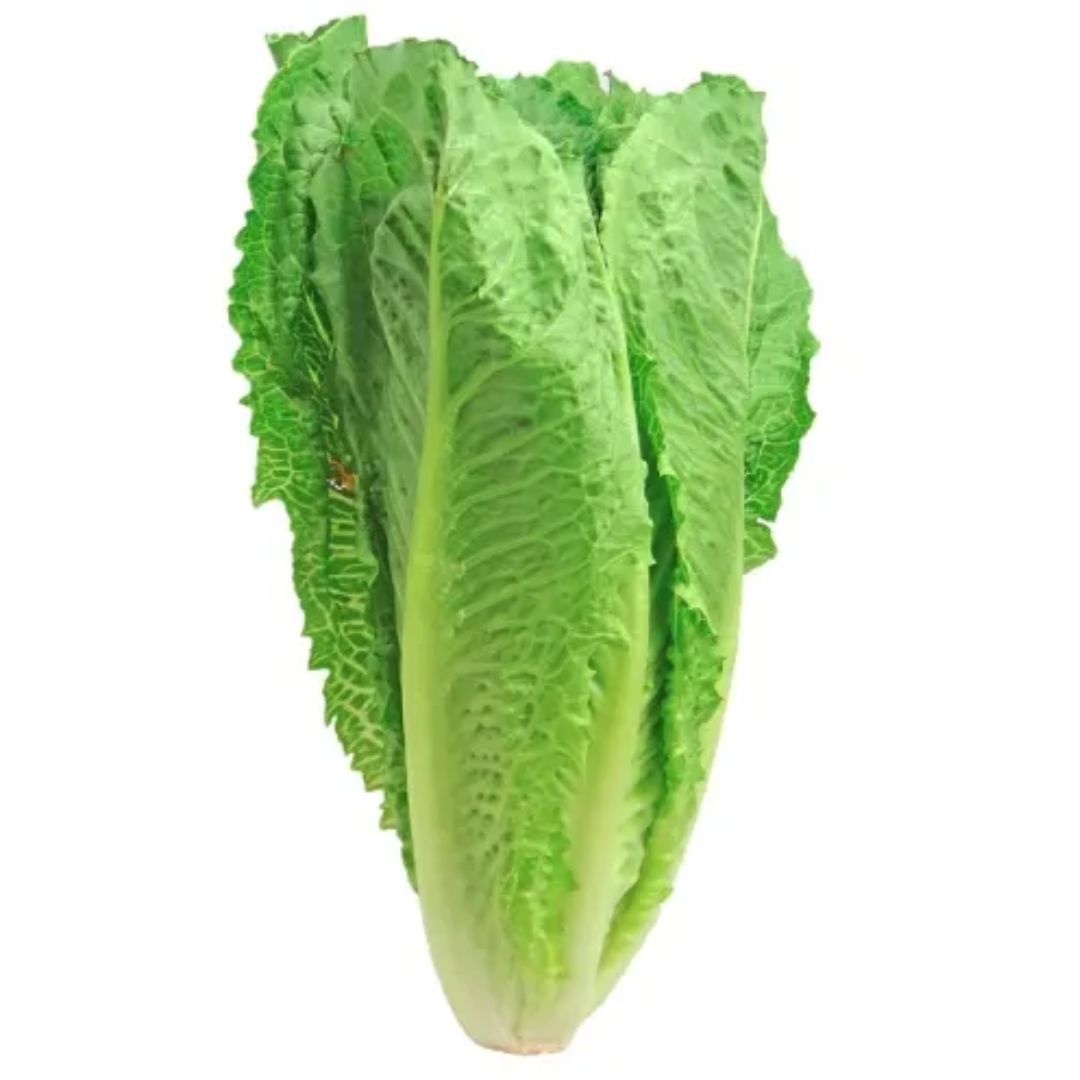 Lettuce Cos Green Punnet