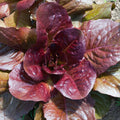 Lettuce Cos Red Punnet