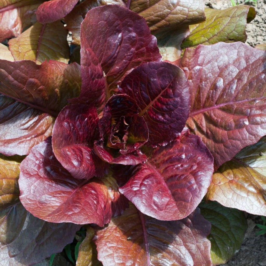 Lettuce Cos Red Punnet