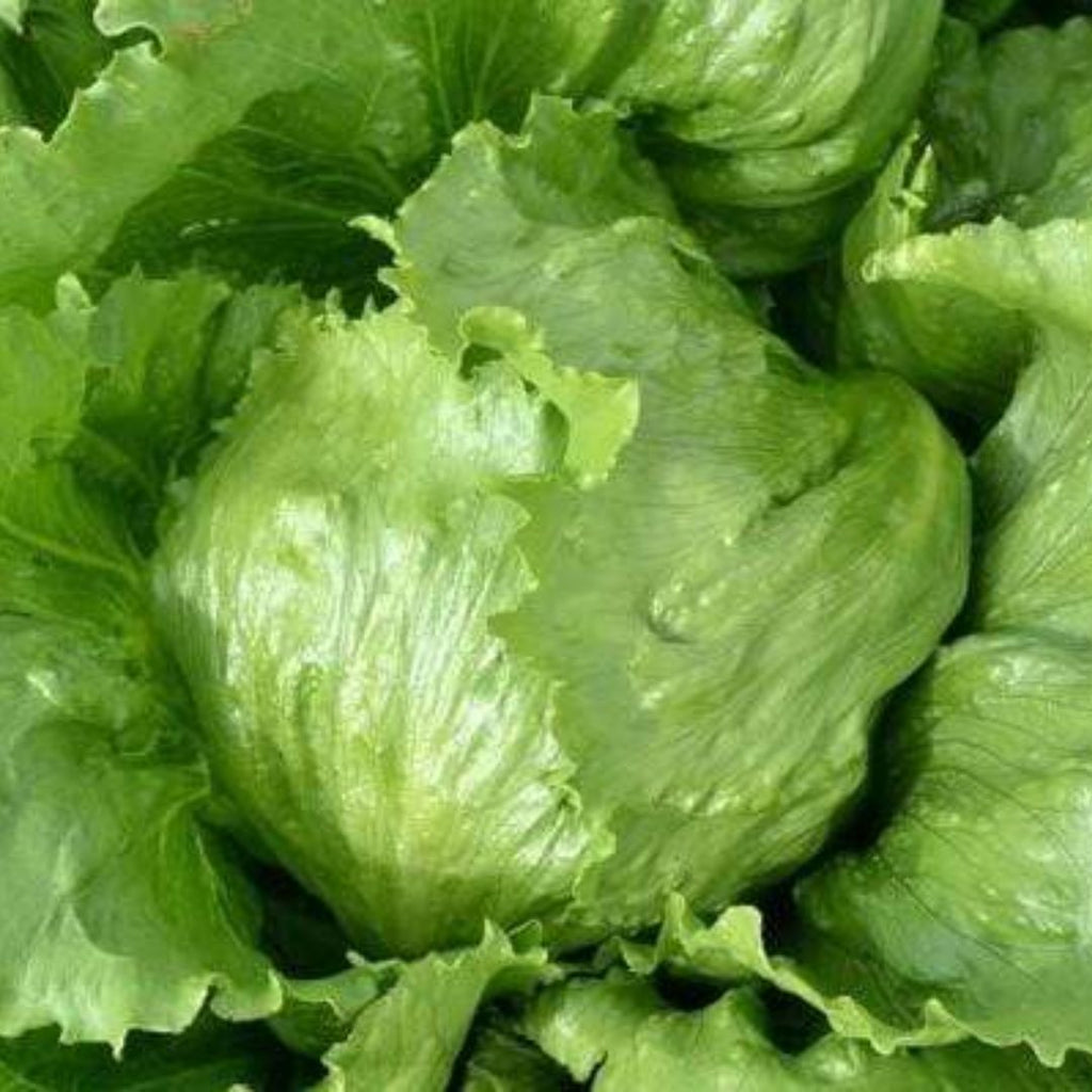 Lettuce Iceberg Punnet