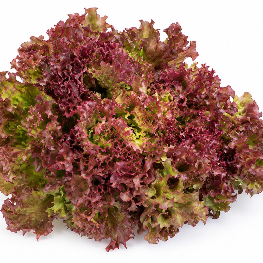 Lettuce Rossa Foxy Red Punnet