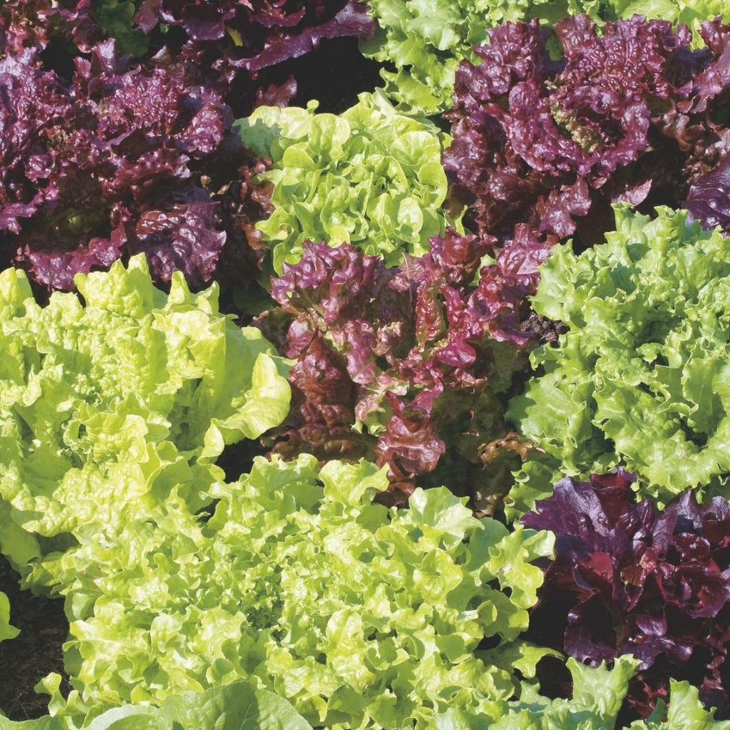 Lettuce Combo Punnet