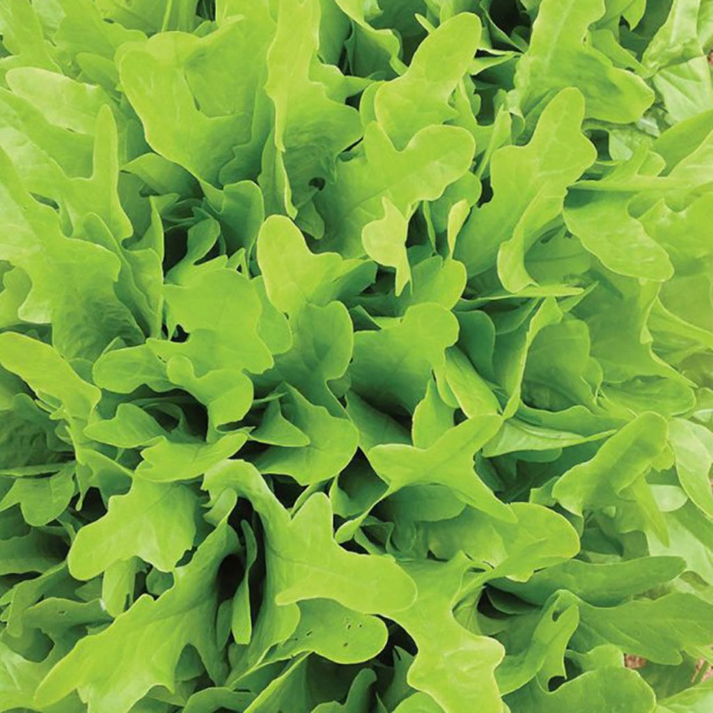 Lettuce Oakleaf Green Punnet