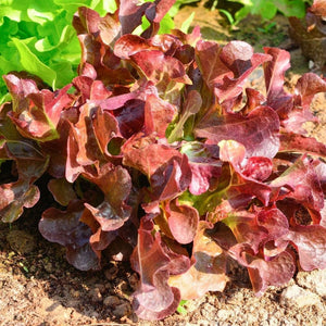 Lettuce Oakleaf Red Punnet