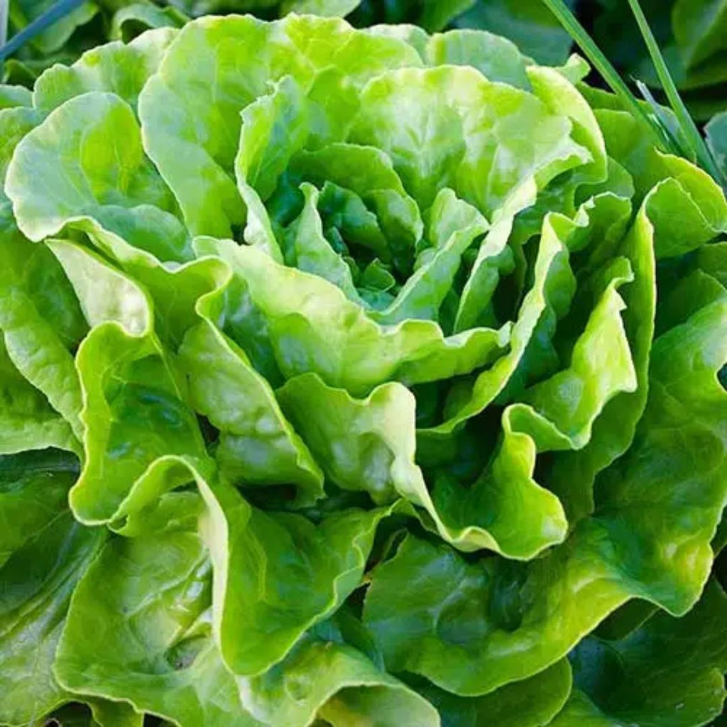 Lettuce Green Mignonette Punnet