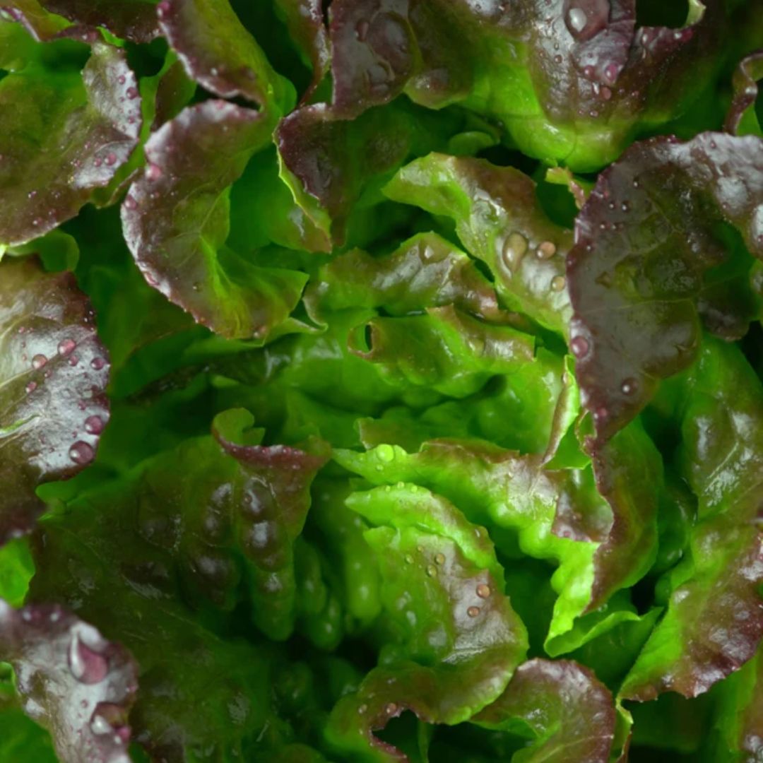 Lettuce Red/brown Mignonette Punnet