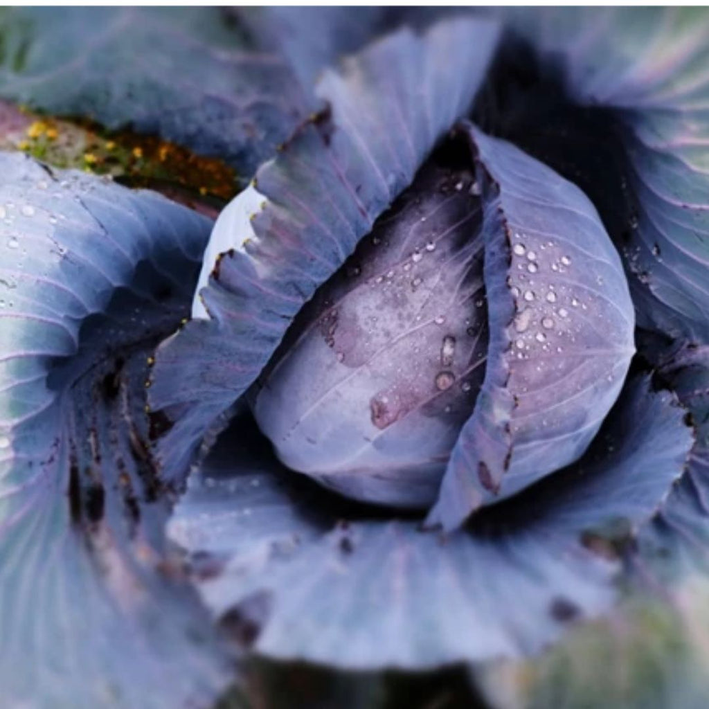 Cabbage Mini Red Punnet
