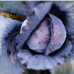 Load image into Gallery viewer, Cabbage Mini Red Punnet
