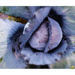 Load image into Gallery viewer, Cabbage Mini Red Punnet
