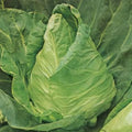 Cabbage Sugarloaf Punnet