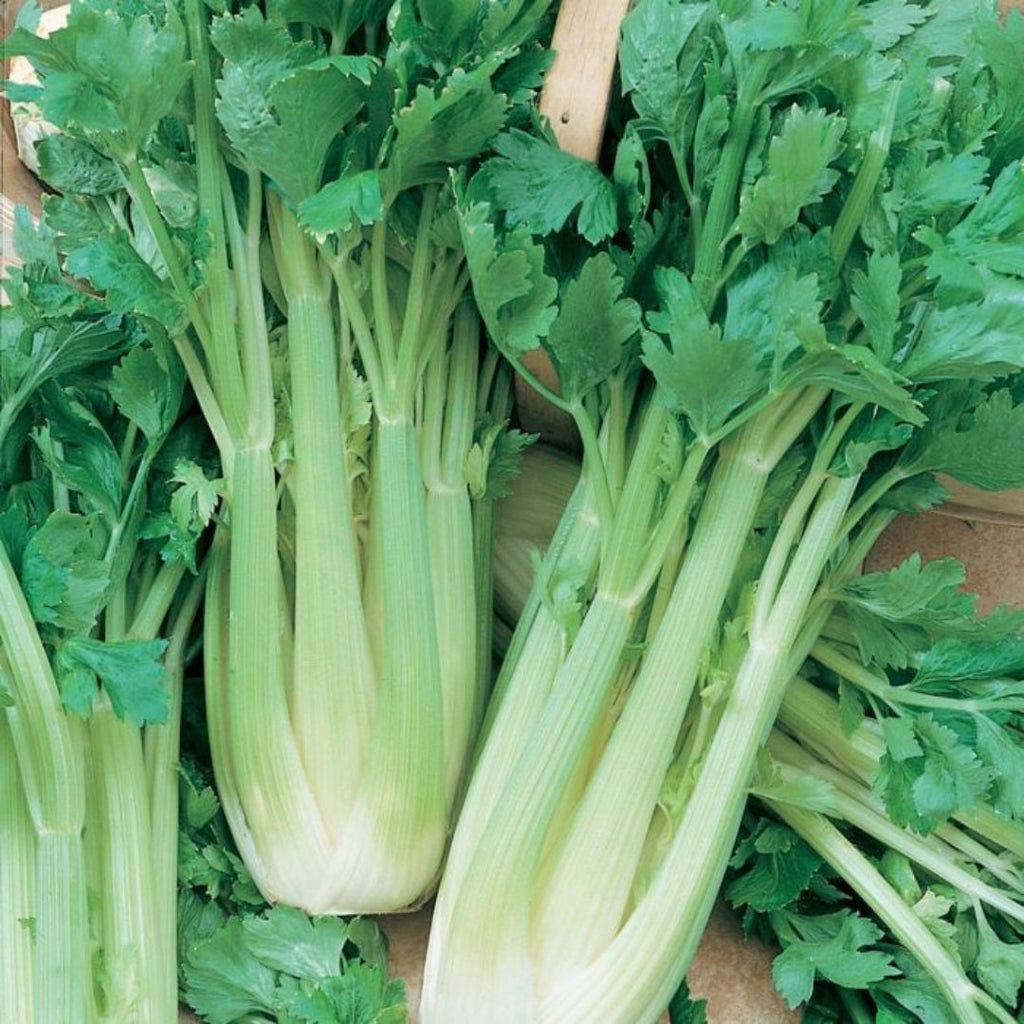 Celery Punnet 
