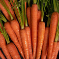 Carrots Punnet