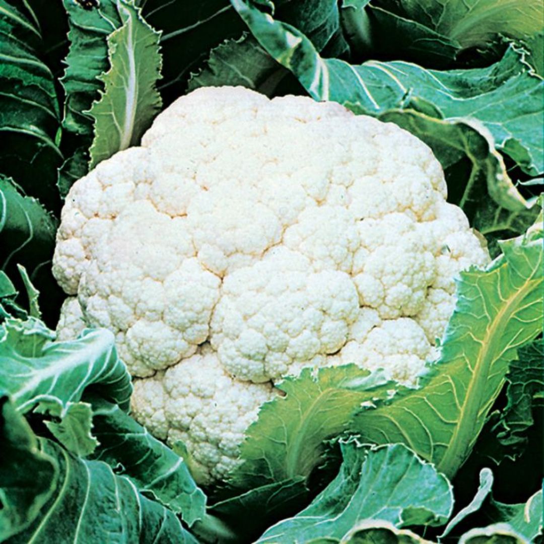 Cauliflower White Punnets