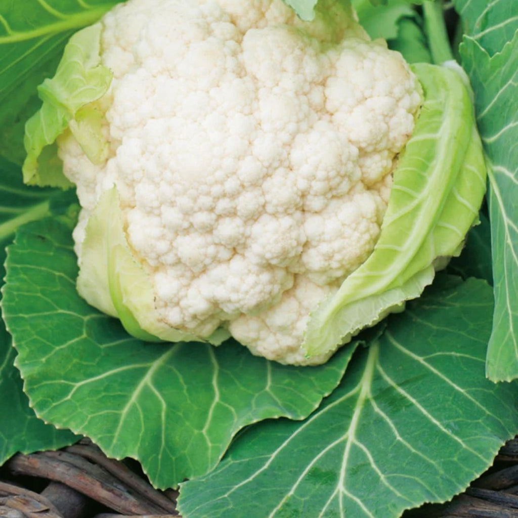 Cauliflower Mini White Punnet