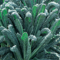 Kale Tuscan Punnet