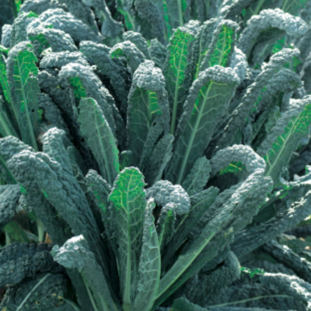 Kale Tuscan Punnet