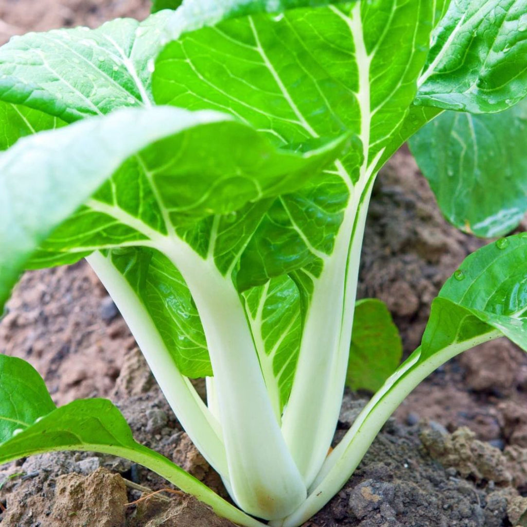 Pak Choi White Punnet