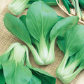 Bok Choi Green Punnet