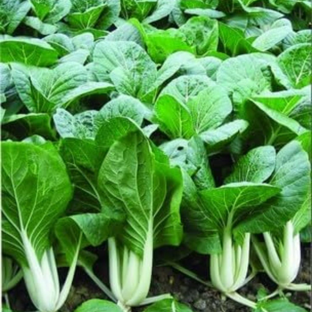 Bok Choi White Punnet