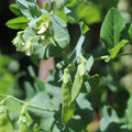 Pea Snowpea Dwarf Punnet