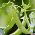 Pea Sugar Snap Punnet