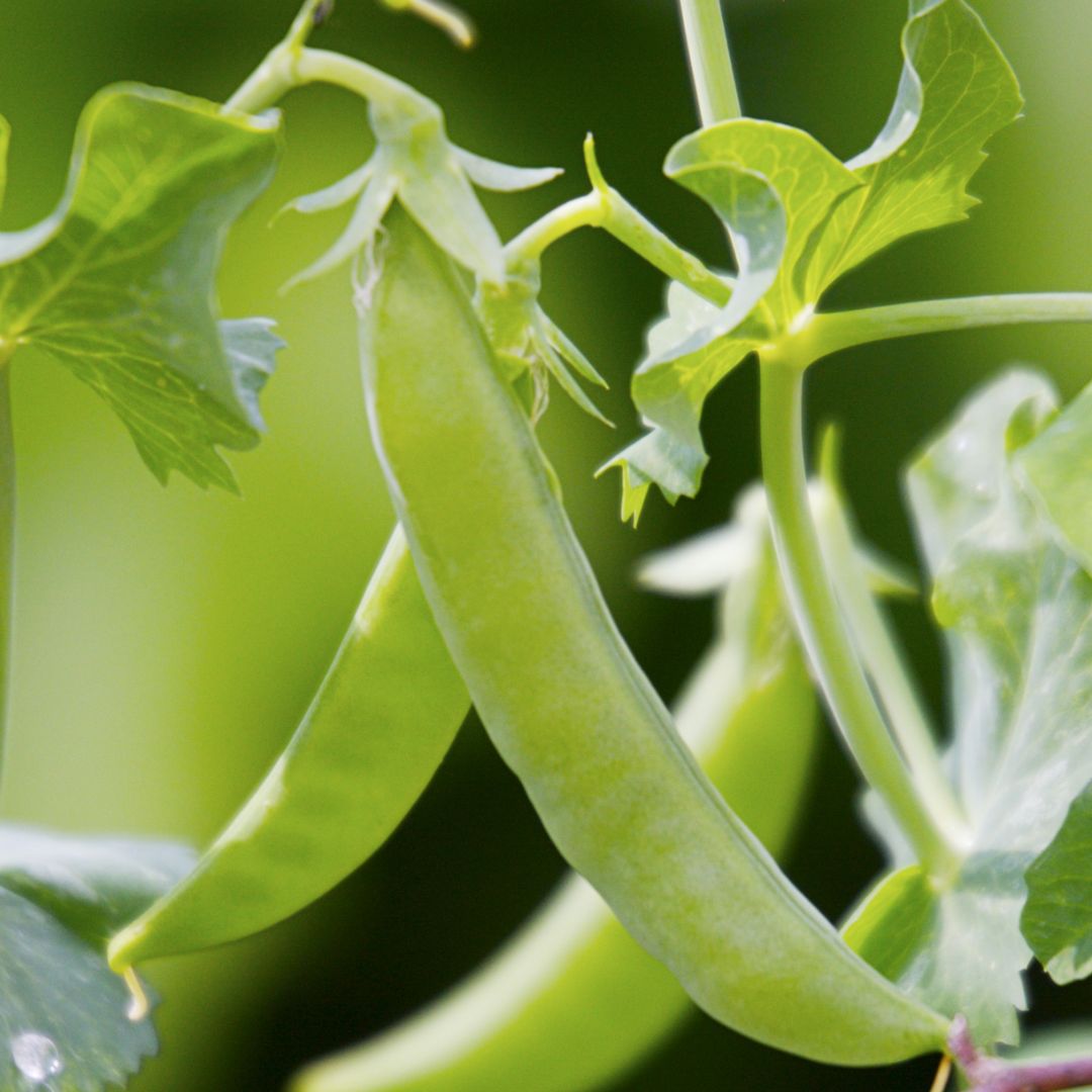 Pea Sugar Snap Punnet