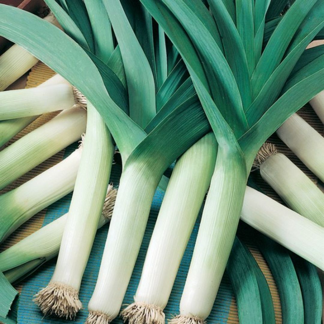Leek Punnet