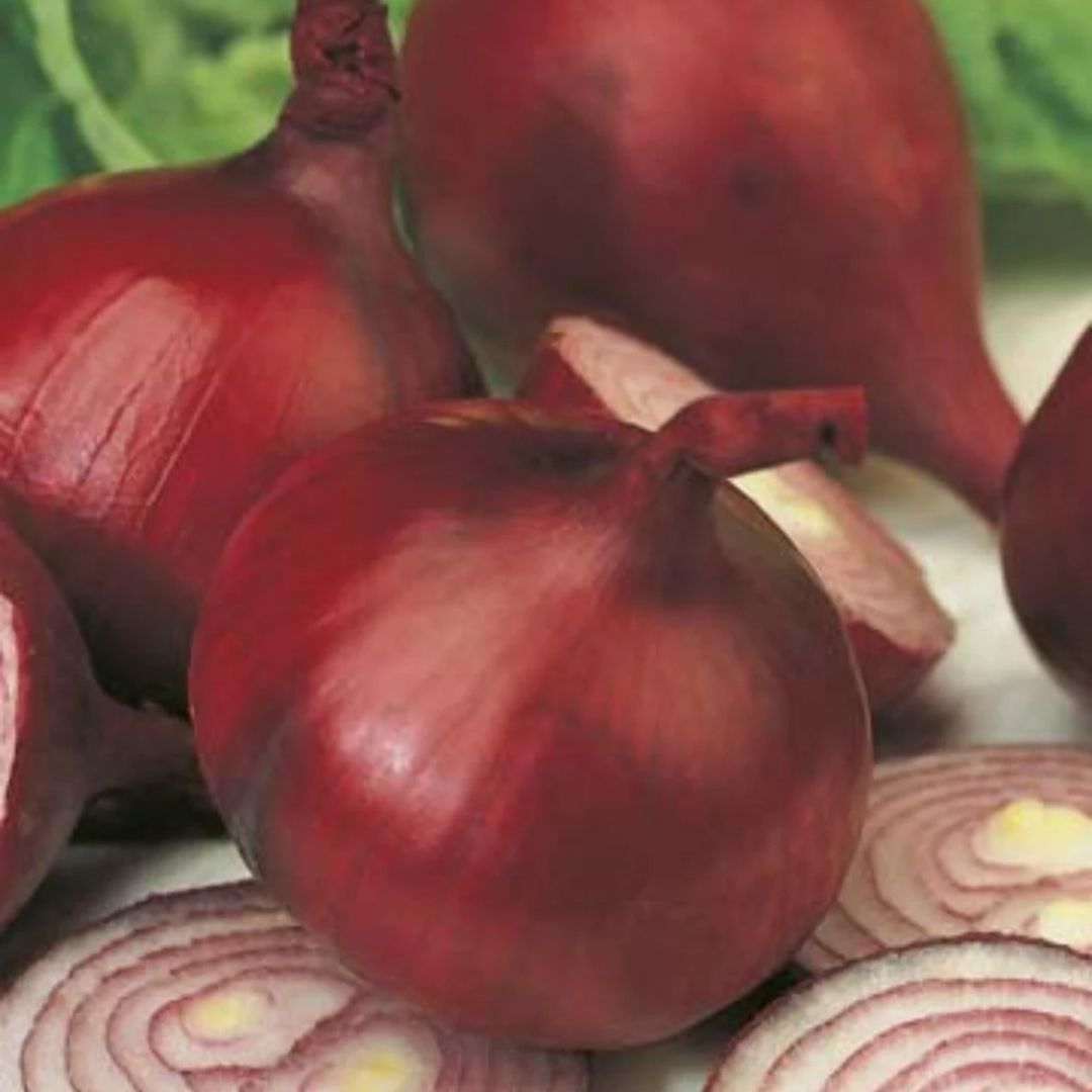 Onion Red Punnet