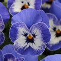 Viola Delft Blue Punnet