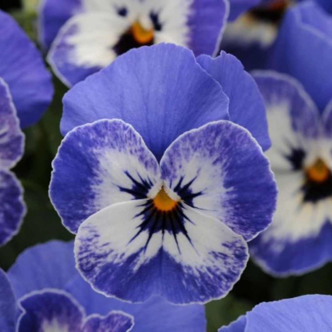 Viola Delft Blue Punnet