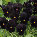 Viola Black Delight Punnet