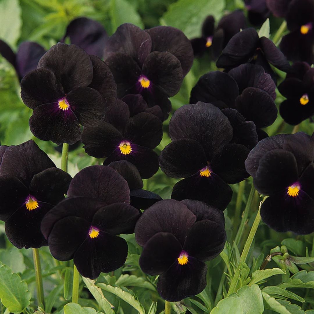 Viola Black Delight Punnet
