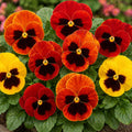 Pansy Fire Giant Punnet