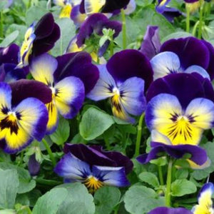 Pansy Midnight Glow Punnet