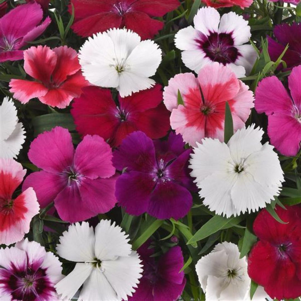 Dianthus Coronet Mix Punnet