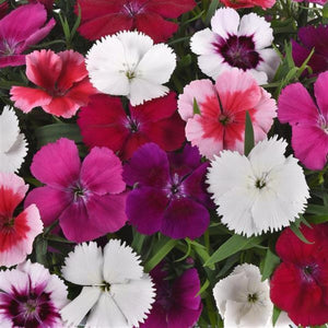Dianthus Coronet Mix Punnet