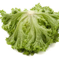 Lettuce Green Coral