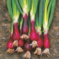 Spring Onion Red Legs Punnet