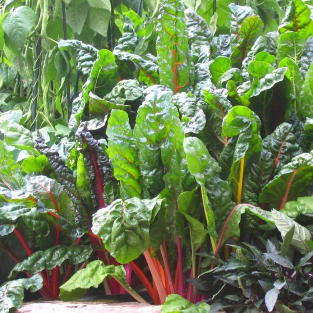 Silverbeet Rainbow Punnet 