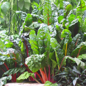 Silverbeet Rainbow Punnet 