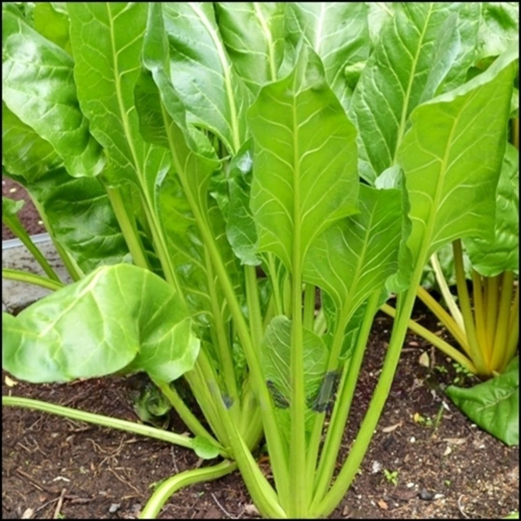 Silverbeet Perpetual Punnet