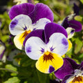 Viola Jump Up Mix Punnet